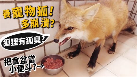 狐狸可以養嗎|台灣可以養狐獴嗎？整理5個養狐獴價格、注意事項報。